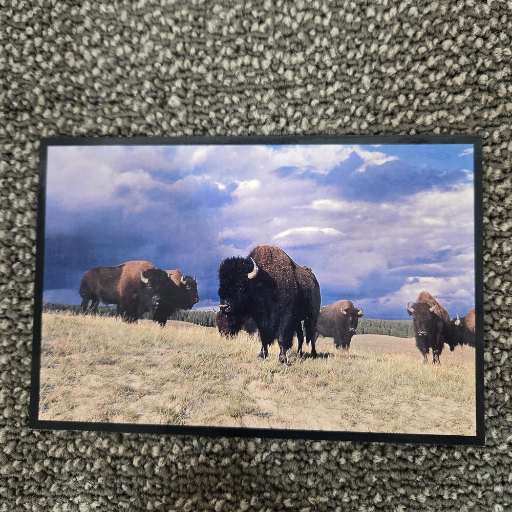American Bison Herd Wildlife Photo Postcard Stormy Sky Unposted